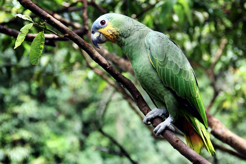 Sumatra Rainforest